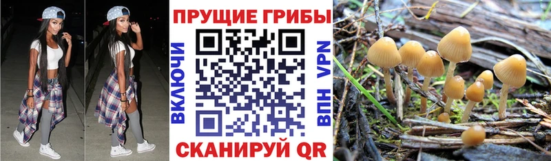 цена   mega вход  Галлюциногенные грибы мицелий  Яровое 